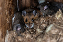 A Family Of Deer Mice Take Over A Bird Nesting Box In Late Fall To Keep Warm.