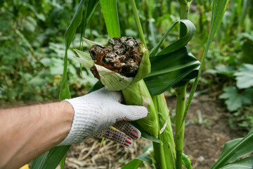 Bubble smut manifests itself in the form of pathological neoplasms galls usarium moniliforme synonym of F. verticillioides. Fusarium on the cob is the most common disease on the ears.