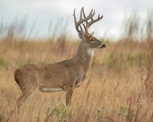 Wall Mural - White-tailed Deer Buck