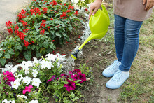 Woman Watering Petunias Flowers In Garden, Closeup