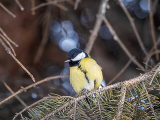 Cute bird Great tit, songbird sitting on the fir branch