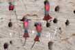 Southern carmine bee-eaters (Merops nubicoides) (formerly carmine bee-eater), nesting in the bank of the Luangwa River, South Luangwa NP, Zambia, Africa.