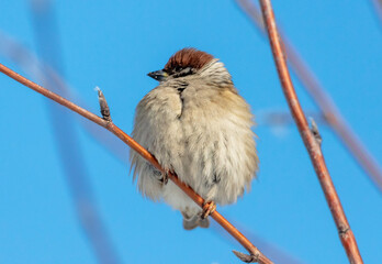 portrait of a sparrow on a tree branch