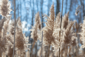 Wall Mural - Reed on a background of blue sky.