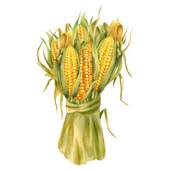 Watercolor illustration with coloured corn isolated on the white background. Hand painted watercolor clipart.