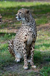 The Acinonyx cheetah, a genus of predatory mammal in the feline subfamily