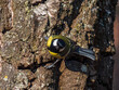 Beautiful close-up of Great tit (Parus major) standing on side of the tree trunk in golden hour sunlight