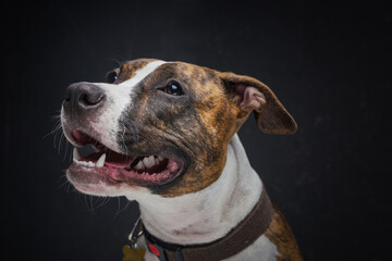 Joyful staffordshire terrier dog posing against dark background