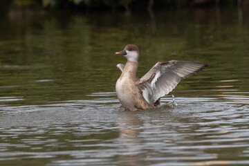 Aufkleber - A female red crested pochard on the water with wings out stretched
