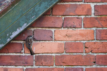 House Sparrow Clinging To A Brick Wall