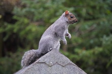 Eastern Grey Squirrel