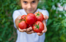 The Child Is Harvesting Tomatoes In The Garden. Selective Focus.