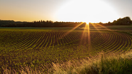 Wall Mural - Golden sunset over agricultural field in rural landscape in summer in Werbach, Taubertal, Germany