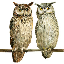 Two Owl On An Isolated White Background, Watercolor Drawing. Forest Birds. Eagle Owl