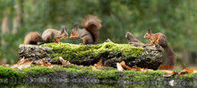 Erasian Red Squirrel - Sciurus Vulgaris - Three Squirrels In A Forest Eating And Drinking