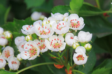 Hawthorn flowers are in the botanical garden, North China