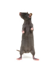Wall Mural - Rat standing on its hind legs isolated on white