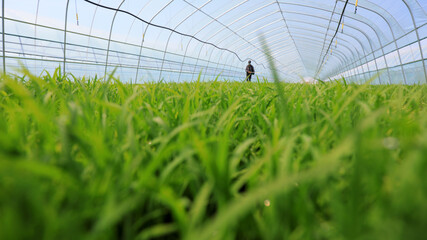 Wall Mural - farmers work in rice seedbeds on a farm, North China