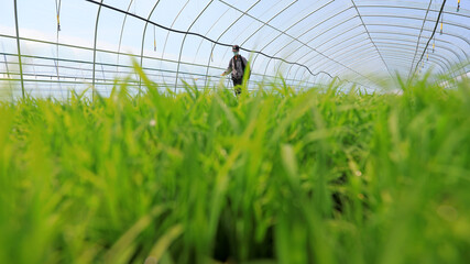 Wall Mural - farmers work in rice seedbeds on a farm, North China