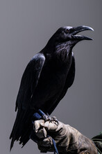 Black Crow Sitting On His Trainer Hand