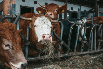 Wall Mural - Beautiful cows on a farm in Austria.