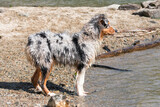 Fototapeta  - blue merle Australian shepherd puppy dog runs on the shore of the Ceresole Reale lake in Piedmont in Italy