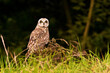 © Andrew - Pueo Owl on the morning hunt waits for prey hiding in the long grasses.