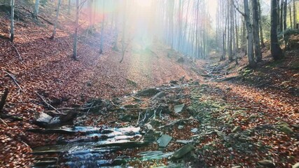 Poster - Autumn in the mountain stream full of golden leaves, Australian Shepherd dog playing in water, Beskidy, Poland
