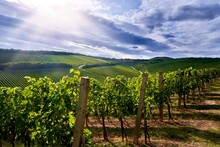 Vineyard Landscape In Villany, Hungary.