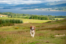 Welsh Springer Spaniel Dog Running In The Countryside