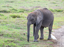 Baby Elephant (Loxodonta Africana) Walking With Cattle Egret Following Over Grassland In Amboseli National Park, Kenya, East Africa.  Copy Space. 