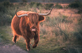 Szkocka krowa na polanie.
