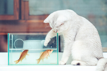 British shorthair cat watching goldfish in an aquarium.