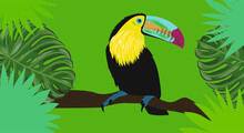 Toucan In The Forest