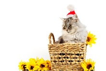 Little Gray Kitty In A Wooden Basket With Santa Hat On