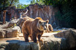 Grizzly bear in Madrid zoo, Spain. Picture taken – 26 September 2021.