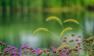 Wall Mural - A windless spring day