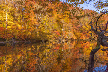 Wall Mural - autumn leaves reflected in water