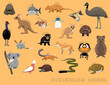 Cute Australian Animals Cartoon Vector Illustration Set Identify