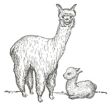 Alpaca And Her Cub Sketch. Llama Mama With Baby, Hand Drawing Sketch Of Domesticated South America Camelid Animal.