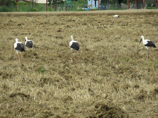 Störche auf einem Feld in Sachsen-Anhalt