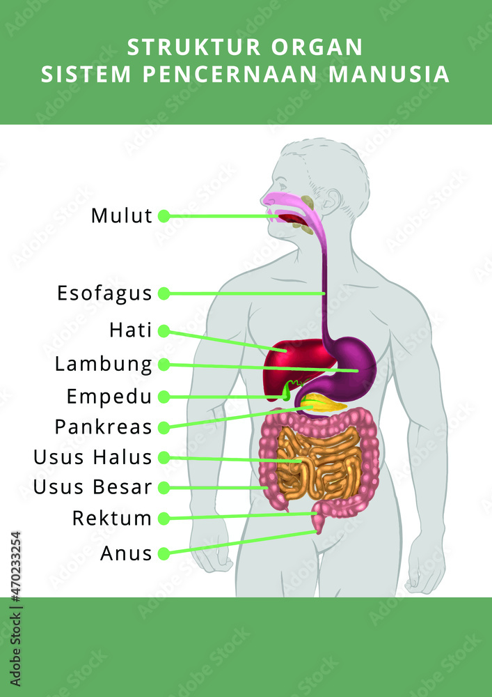 what does dmd stand for - Ilustrasi 3