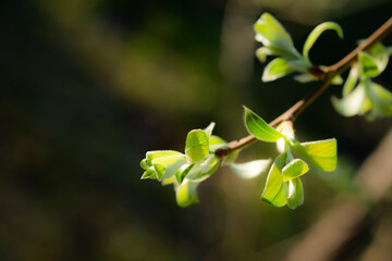 young spring green buds on the tree branches. springtime seasonal macro close up