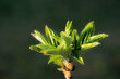 Young Spring green buds on the tree branches. Springtime seasonal macro close up