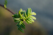 Young Spring green buds on the tree branches. Springtime seasonal macro close up