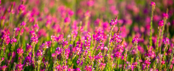  Blooming field against the background of mountains. Beautiful landscape with lavender flowers. Spring background of colorful landscape. Mountain pink flowers.