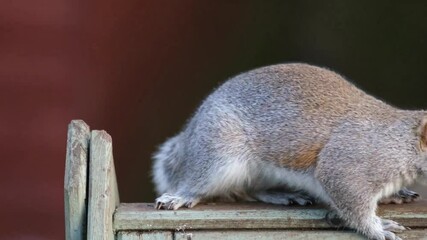 Wall Mural - The eastern gray squirrel, also known as simply the grey squirrel, is a tree squirrel in the genus Sciurus. It is native to eastern North America.