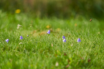 Wall Mural - Campanula rotundifolia or bellflower in a summer meadow in sweden