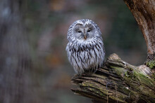 A Ural Owl Resting On The Branch