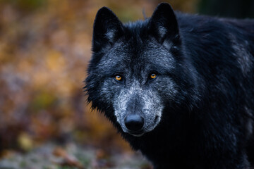 Wall Mural - a black wolf in the forest